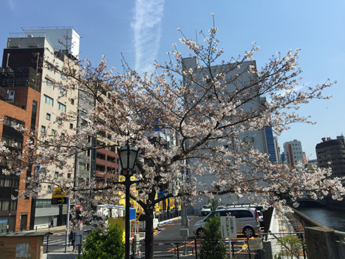 sakura1.jpg
