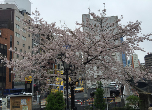 sakura2.jpg